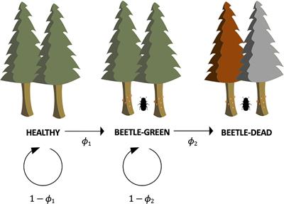 Bayesian Predictions of Bark Beetle Attack and Mortality of Three Conifer Species During Epidemic and Endemic Population Stages